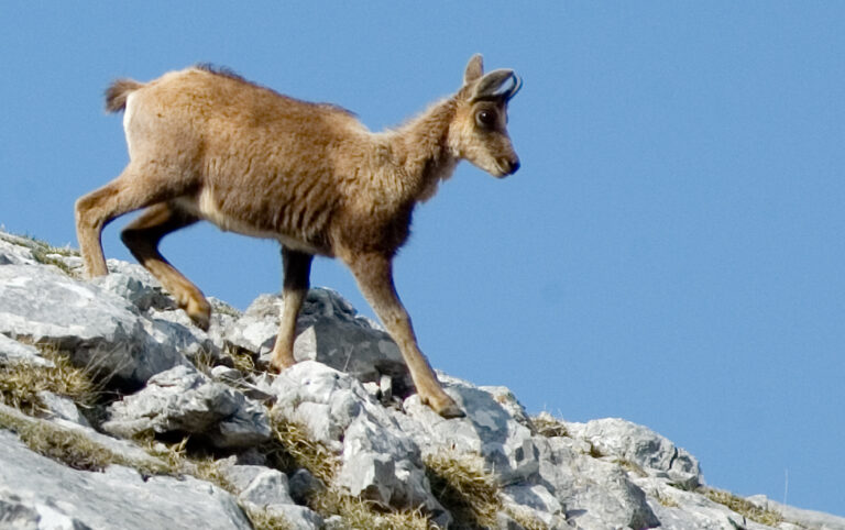 Observación de fauna